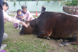 People touching a feral cow in Chuen Lung Village, Tai Mo Shan, 13 December 2015