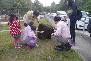 People touching a feral cow in Chuen Lung Village, Tai Mo Shan, 13 December 2015