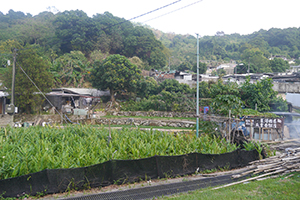 Farming in Chuen Lung Village, Tai Mo Shan, 13 December 2015