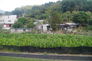 Vegetable farming in Chuen Lung Village, Tai Mo Shan, 13 December 2015