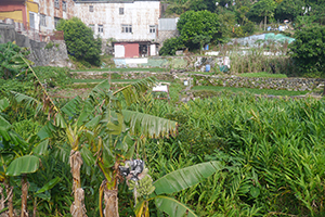 Banana trees in Chuen Lung Village, Tai Mo Shan, 13 December 2015