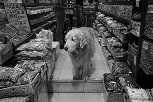 Dog in a shop, Wing Lock Street, Sheung Wan, 1 January 2016