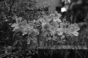 Raindrops on flowers, HKU campus, 4 January 2016