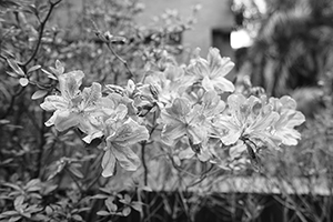 Flowers after rain, HKU campus, 4 January 2016