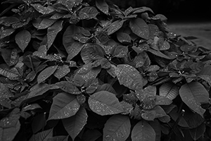 Poinsettia, HKU campus, 4 January 2016