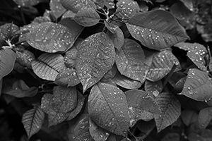 Leaves after rain, HKU campus, 4 January 2016