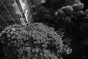Trees, University of Hong Kong, Pokfulam, 8 January 2016