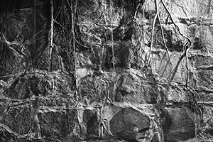 Wall with tree roots, Hollywood Road, Central, 8 January 2016