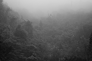 Fog, Lung Fu Shan, 28 January 2016