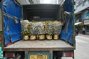Potted kumquat bushes on a truck, Possession Street, Sheung Wan, 30 January 2016