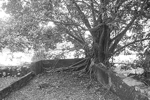 Tree, Chek Kang, Sai Kung, 24 January 2016