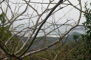 Maclehose Trail Section 2 between Chek Kang and Ham Tin Beach, Sai Kung, 24 January 2016