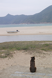 A dog and a boat on Ham Tin Beach, Sai Kung, 24 January 2016