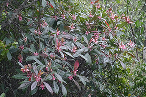 Plants, Maclehose Trail Section 2 near Sai Wan Tsuen, Sai Kung, 24 January 2016
