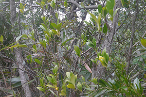 Plants, Sai Kung, 24 January 2016