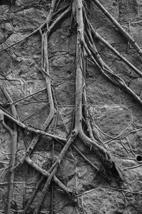 Tree roots, Hong Kong Zoological and Botanical Gardens, Central, 2 January 2016
