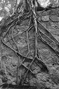 Tree roots, Hong Kong Zoological and Botanical Gardens, Central, 2 January 2016