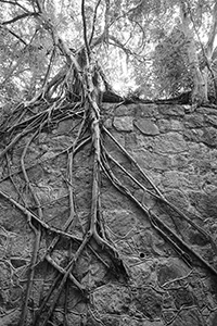 Tree roots, Hong Kong Zoological and Botanical Gardens, Central, 2 January 2016