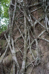 An 'old and valuable tree' near Lai Chi Wo village with a Strangler Fig growing on it, Plover Cove Country Park,  North East New Territories,  21 February 2016