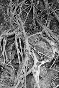 An 'old and valuable tree' near Lai Chi Wo village with a Strangler Fig growing on it, Plover Cove Country Park,  North East New Territories, 21 February 2016