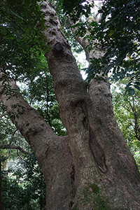 An 'old and valuable tree' near Lai Chi Wo village, Plover Cove Country Park,  North East New Territories, 21 February 2016