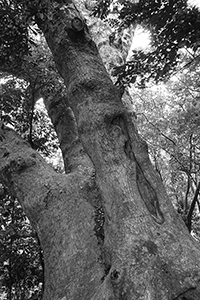 An 'old and valuable tree' near Lai Chi Wo village, Plover Cove Country Park,  North East New Territories, 21 February 2016