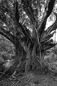 Tree in Plover Cove Country Park,  North East New Territories, 21 February 2016