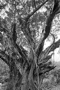Tree in Plover Cove Country Park,  North East New Territories, 21 February 2016