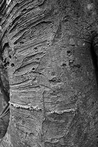 Tree in Plover Cove Country Park,  North East New Territories, 21 February 2016