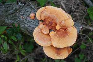 Fungi, Plover Cove Country Park, North East New Territories, 21 February 2016