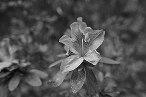 Flower, University of Hong Kong campus, Pokfulam, 5 February 2016