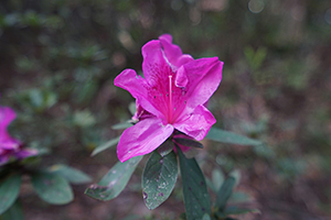 Flower, University of Hong Kong campus, Pokfulam, 5 February 2016