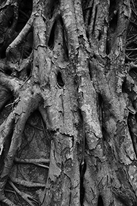 Tree growing against a wall, Plover Cove Country Park, North East New Territories, 21 February 2016