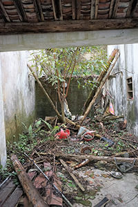 Tree and abandoned buildings near Starling Inlet, Plover Cove Country Park, North East New Territories, 21 February 2016