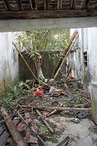 Tree and abandoned buildings near Starling Inlet, Plover Cove Country Park, North East New Territories, 21 February 2016