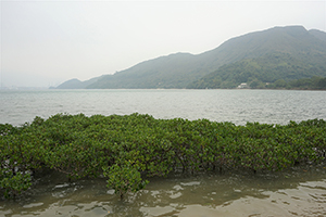 Mangrove growing near Starling Inlet, North East New Territories, 21 February 2016