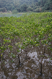 Mangrove growing near Starling Inlet, North East New Territories, 21 February 2016