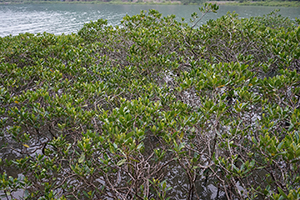 Mangrove growing near Starling Inlet, North East New Territories, 21 February 2016