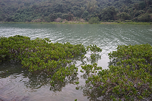 Mangrove growing near Starling Inlet, North East New Territories, 21 February 2016