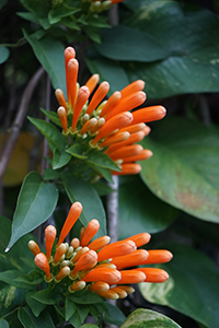 Firecracker Vine, near Starling Inlet, North East New Territories, 21 February 2016