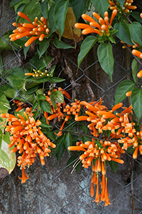 Firecracker Vine, near Starling Inlet, North East New Territories, 21 February 2016