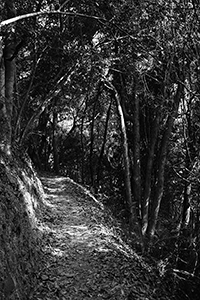 Hiking trail in Aberdeen Country Park, 28 February 2016