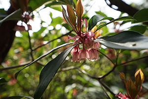 Chinese New Year Flower, Aberdeen Country Park, 28 February 2016