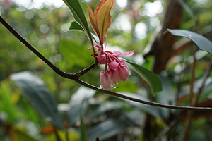 Chinese New Year Flower, Aberdeen Country Park, 28 February 2016