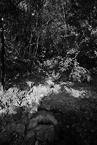 Light and shadow, Aberdeen Country Park, 28 February 2016