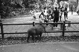 Wild boar in Aberdeen Country Park, 28 February 2016