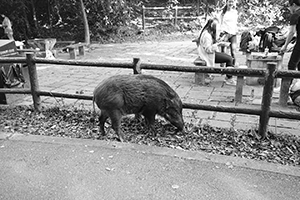 Wild boar in Aberdeen Country Park, 28 February 2016