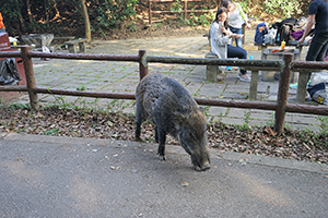 Wild boar in Aberdeen Country Park, 28 February 2016