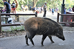 Wild boar in Aberdeen Country Park, 28 February 2016