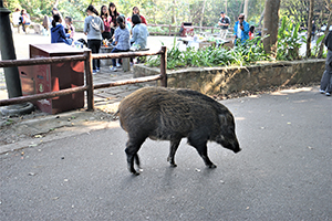 Wild boar in Aberdeen Country Park, 28 February 2016